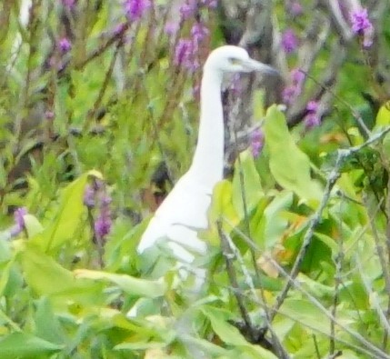 Little Blue Heron - Marcia Dunham