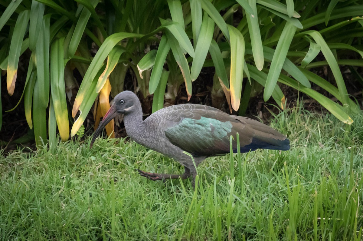 Hadada Ibis - ML172864351