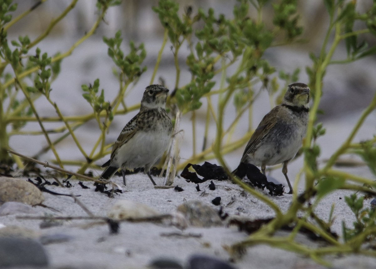 Horned Lark - ML172869261