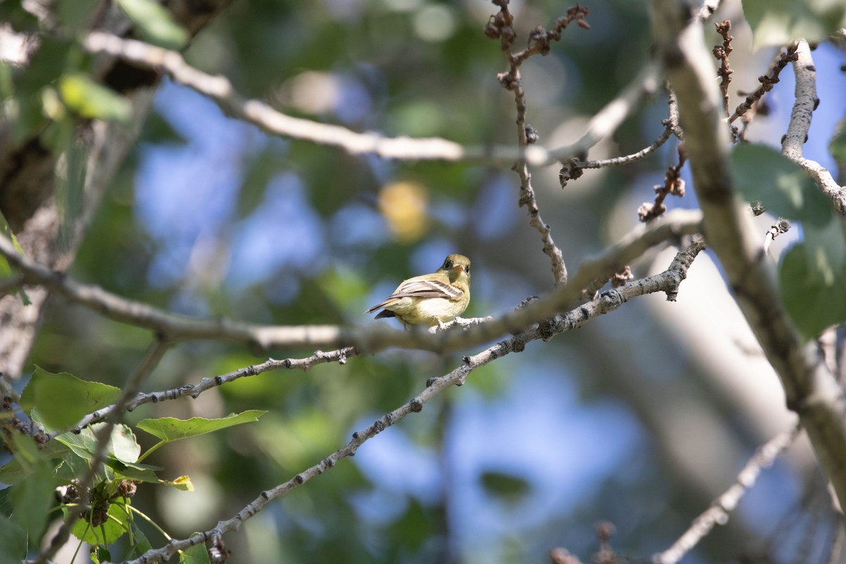 Yellow-bellied Flycatcher - ML172873301