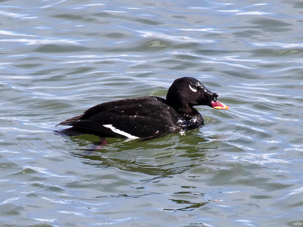 Stejneger's Scoter - ML172873781