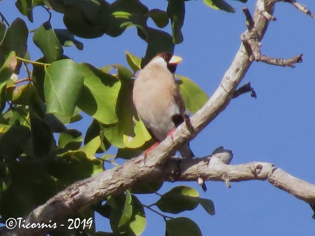 Masked Finch (White-eared) - ML172873841