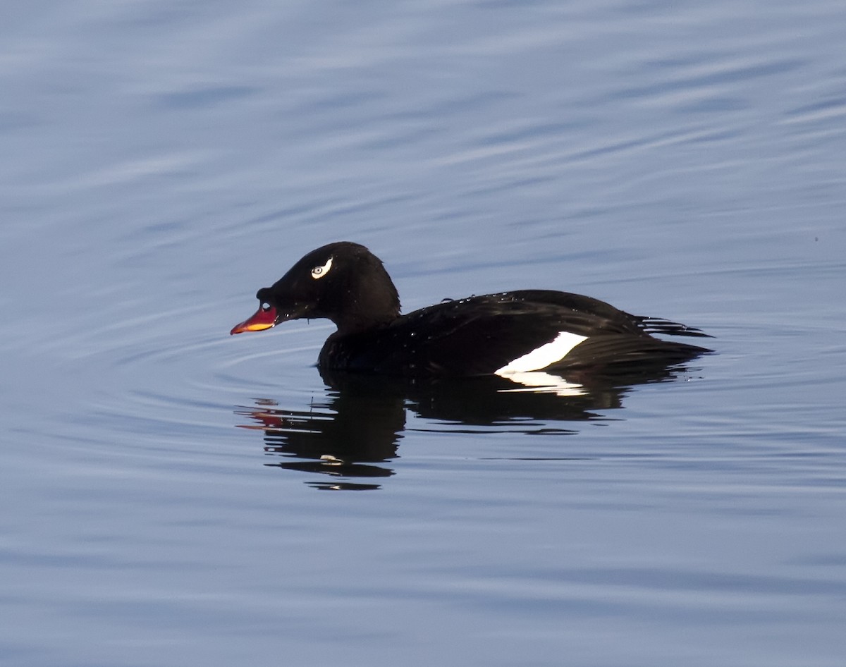 Stejneger's Scoter - ML172874591