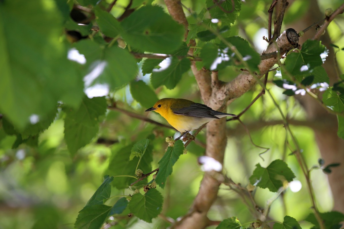 Prothonotary Warbler - ML172876191