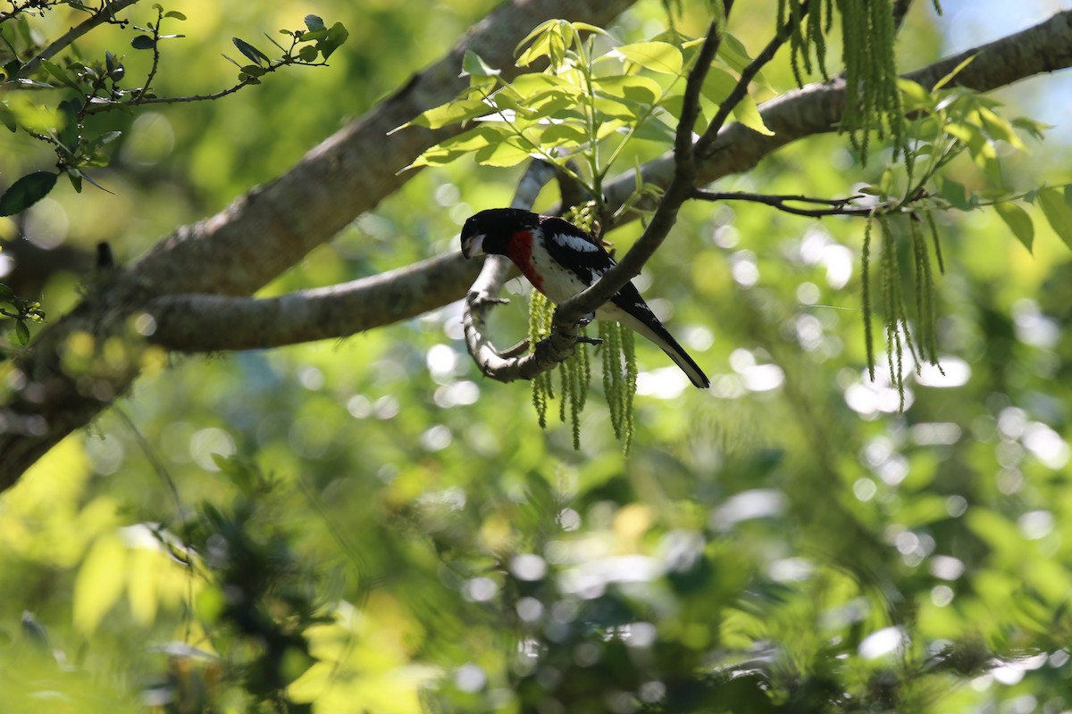 Rose-breasted Grosbeak - ML172876301