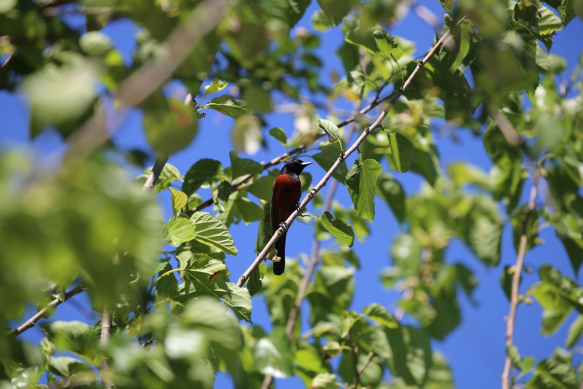 Orchard Oriole - ML172876631