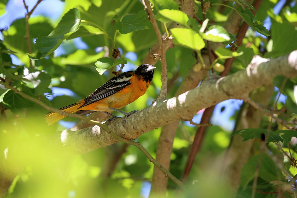 Baltimore Oriole - ML172876671