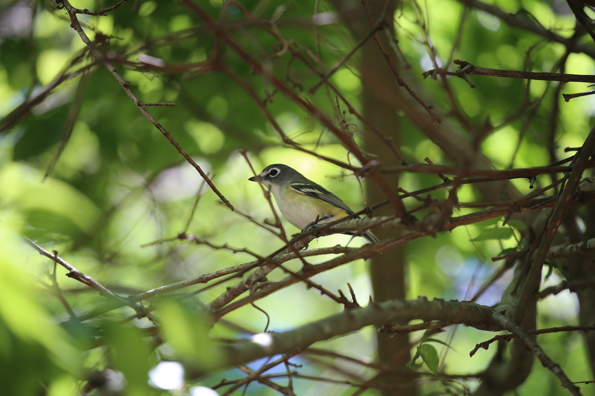 Blue-headed Vireo - ML172876741
