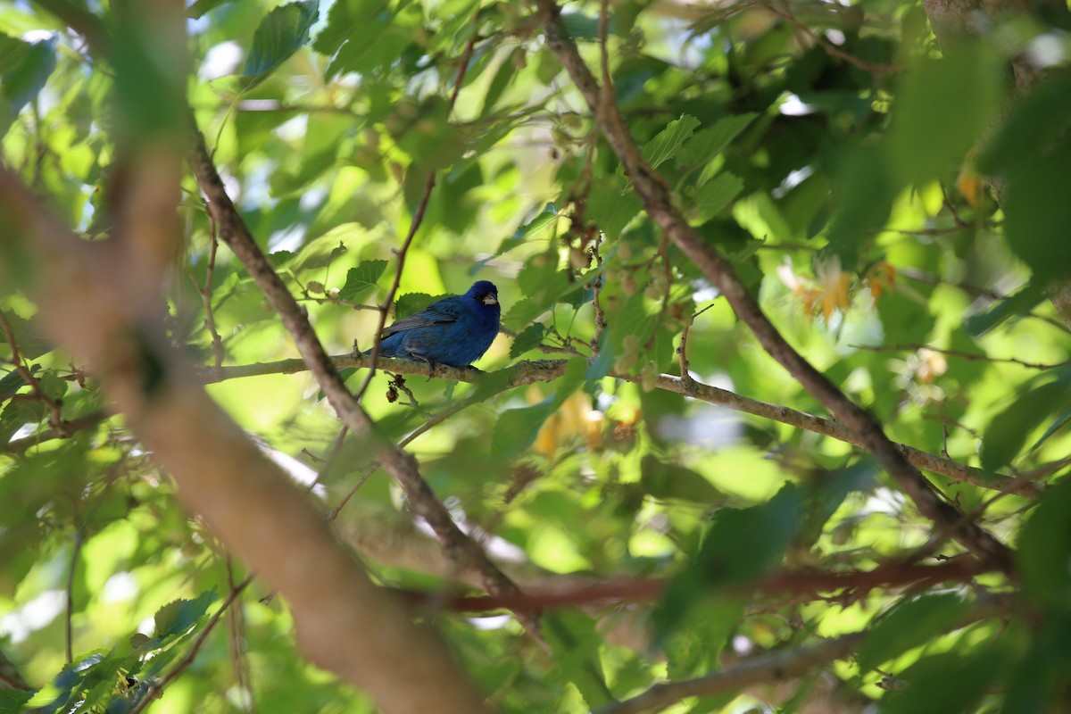 Indigo Bunting - ML172876791