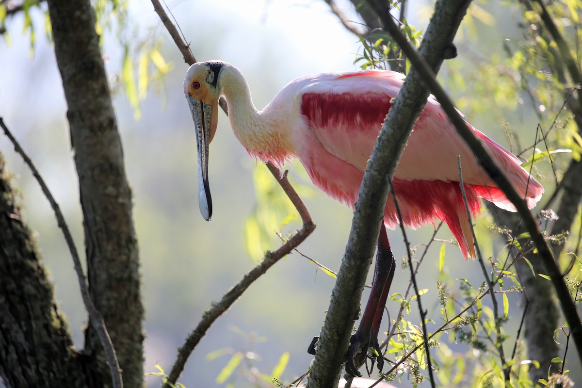 Roseate Spoonbill - ML172877121