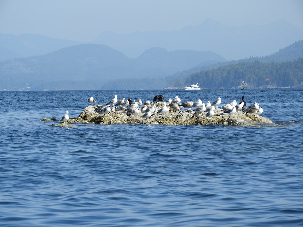 Glaucous-winged Gull - ML172877881