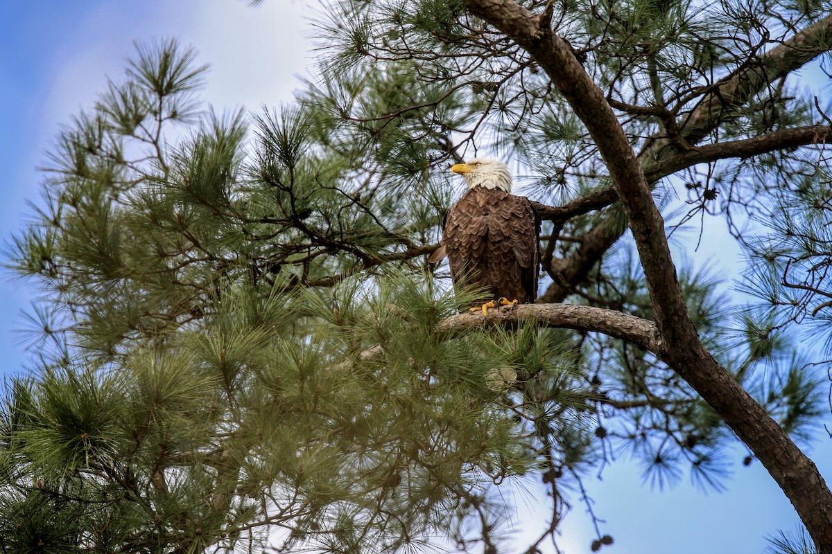 Bald Eagle - ML172877901