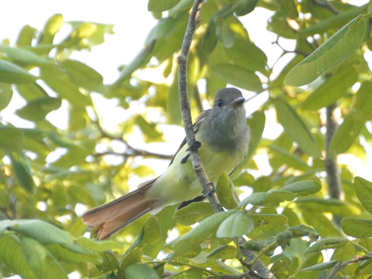 Great Crested Flycatcher - ML172878921