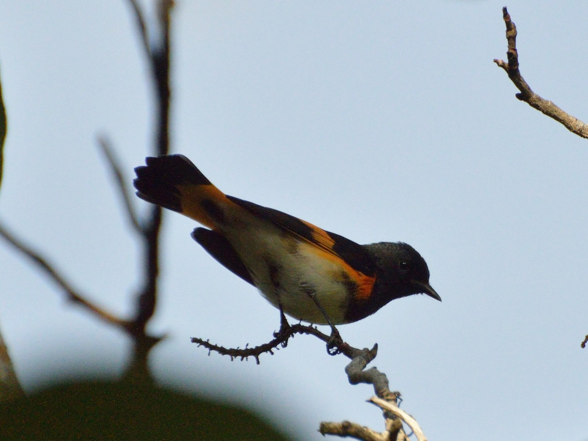 American Redstart - ML172879771