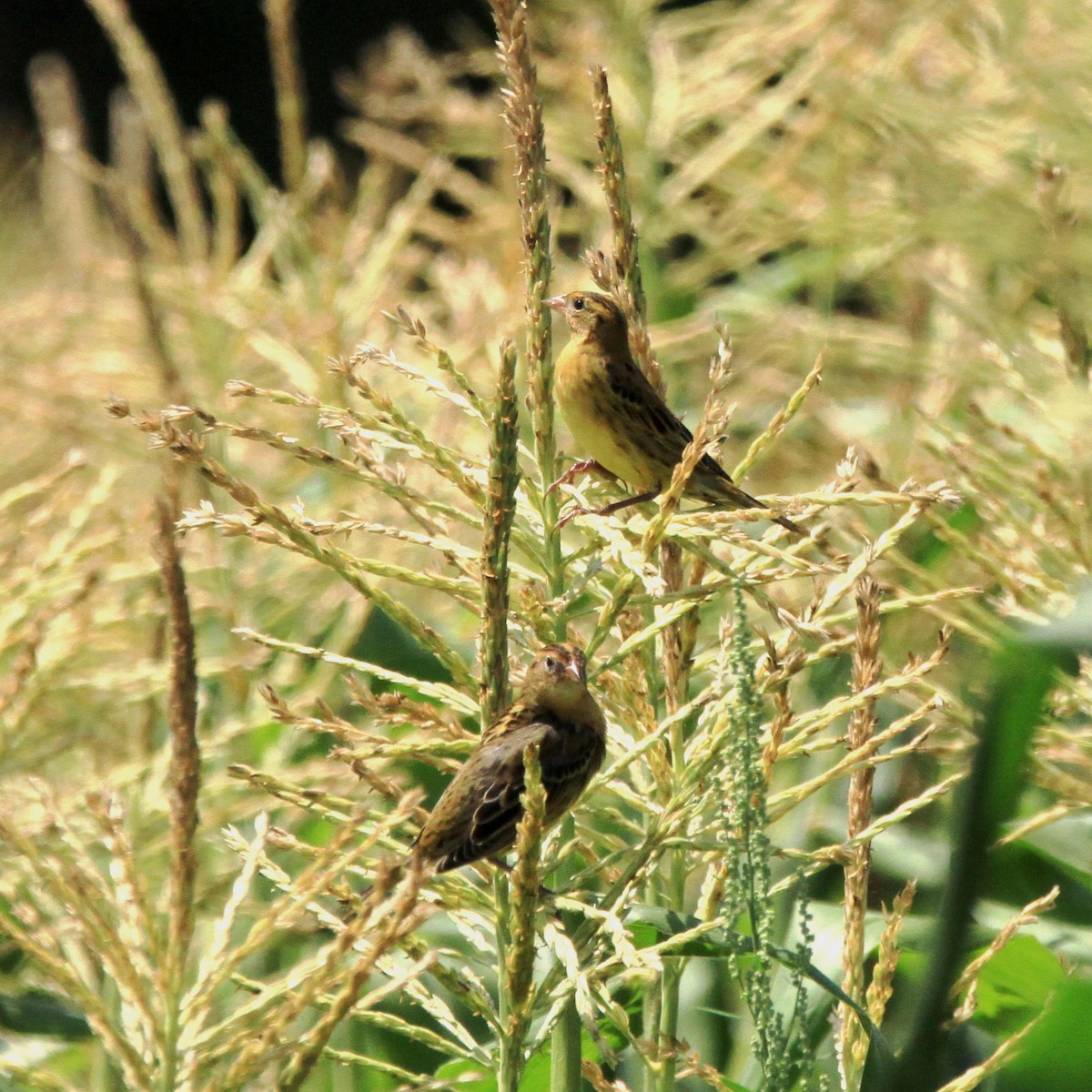 bobolink americký - ML172880641