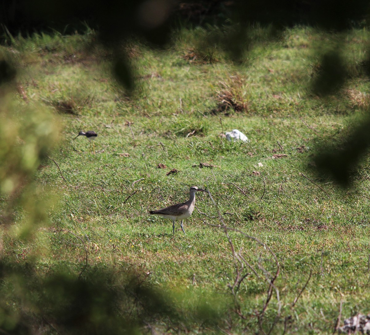 Hudsonian Whimbrel - ML172884821