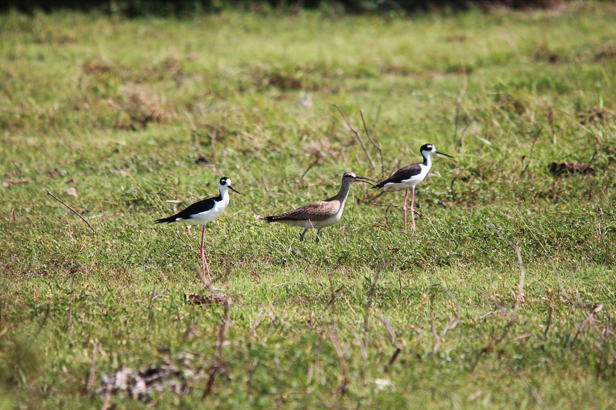 Hudsonian Whimbrel - ML172884831