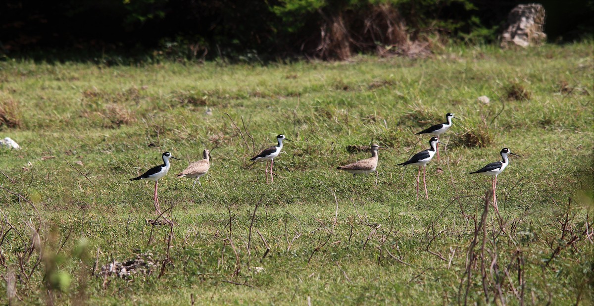 Black-necked Stilt - ML172884861