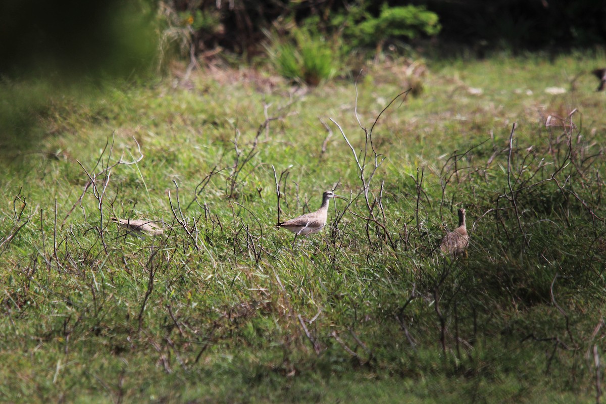Hudsonian Whimbrel - ML172885761