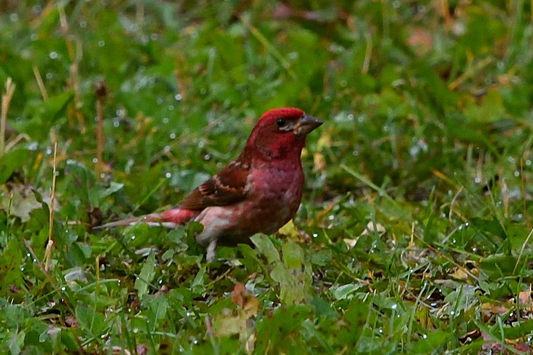 Purple Finch - ML172885831