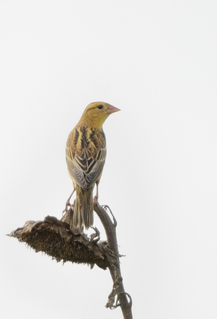 Bobolink - ML172887811