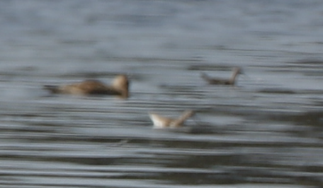 Phalarope à bec étroit - ML172889421