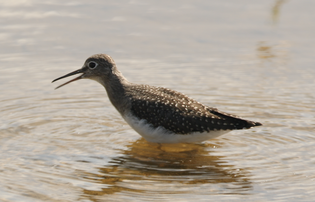 Solitary Sandpiper - bj worth