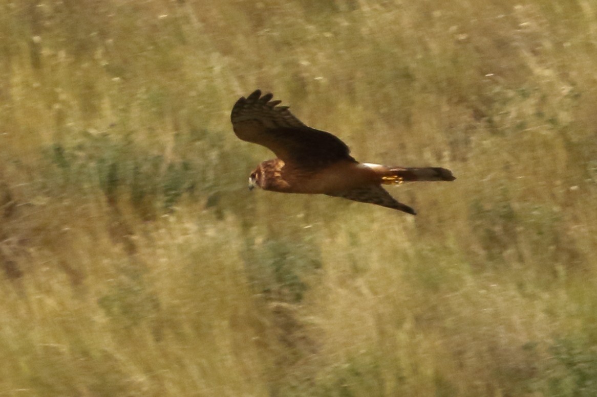 Aguilucho de Hudson - ML172890201