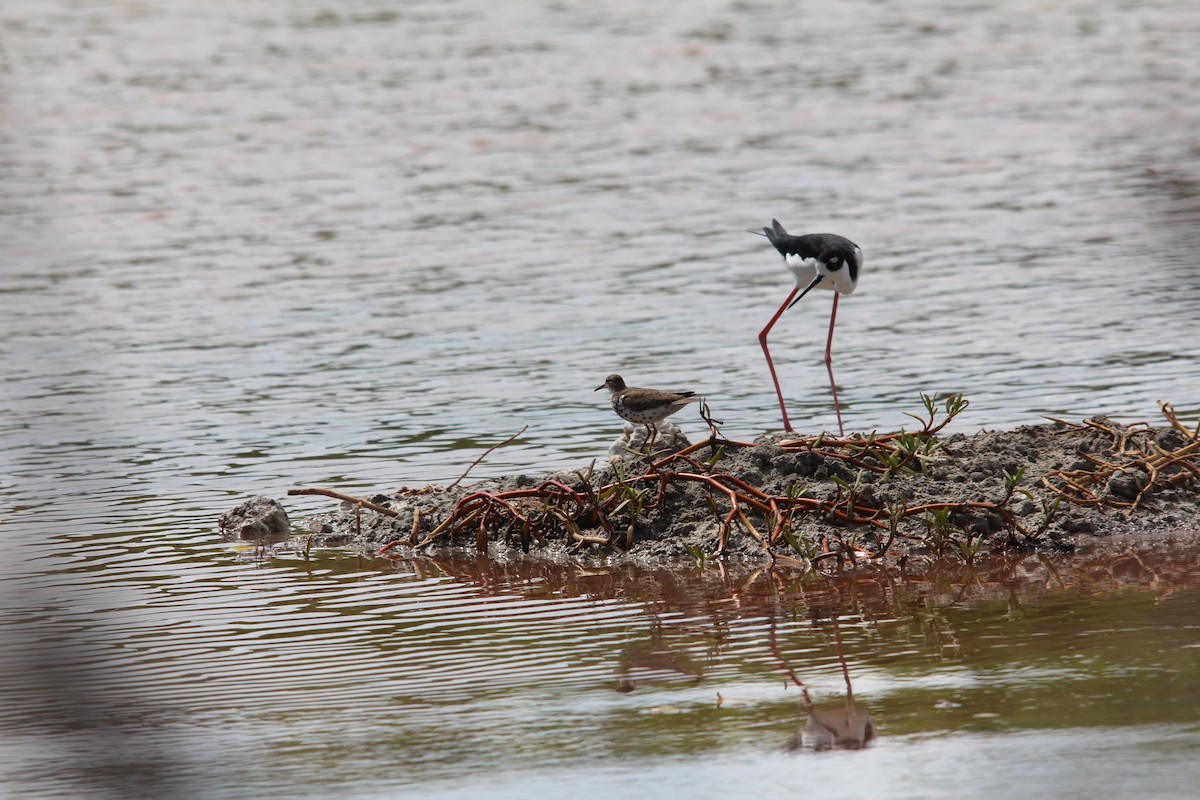 Spotted Sandpiper - ML172890291