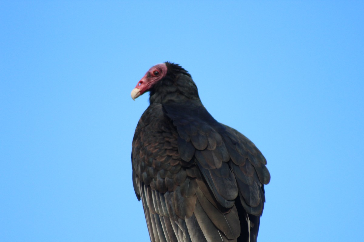 Turkey Vulture - ML172890441