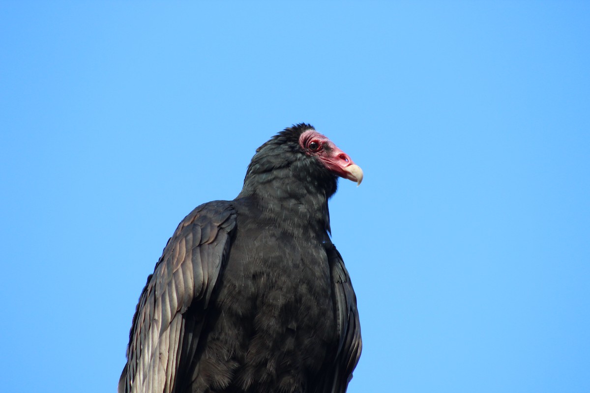 Turkey Vulture - ML172890461
