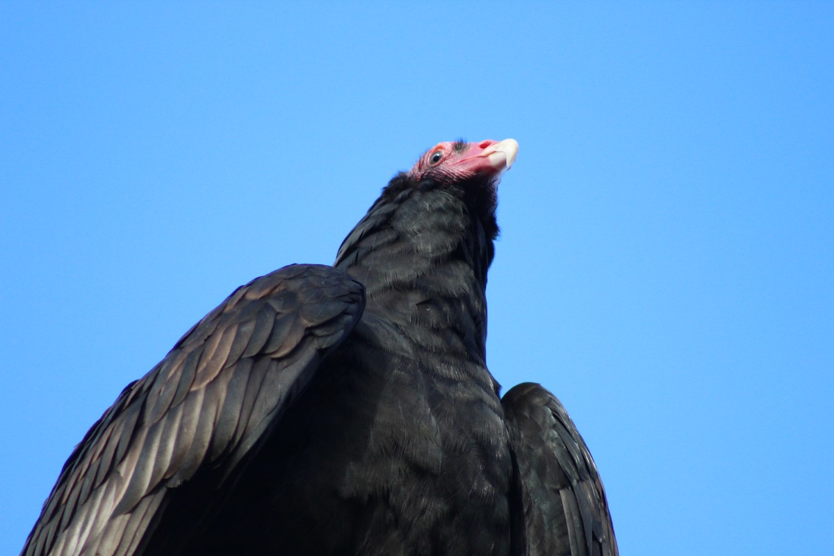 Turkey Vulture - ML172890481