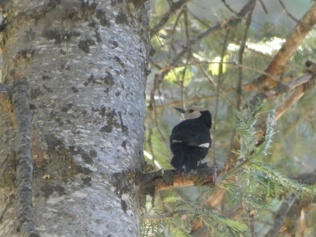 White-headed Woodpecker - ML172891871