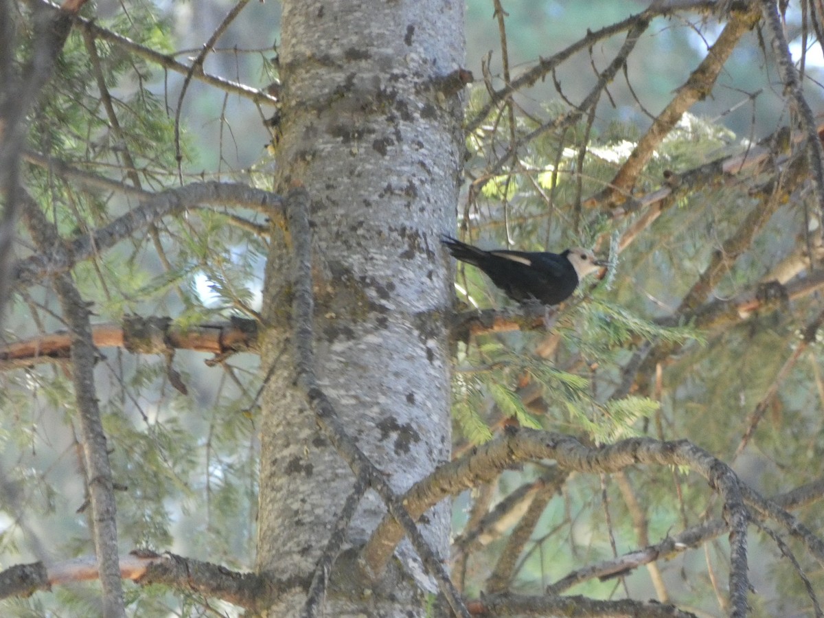 White-headed Woodpecker - ML172891891