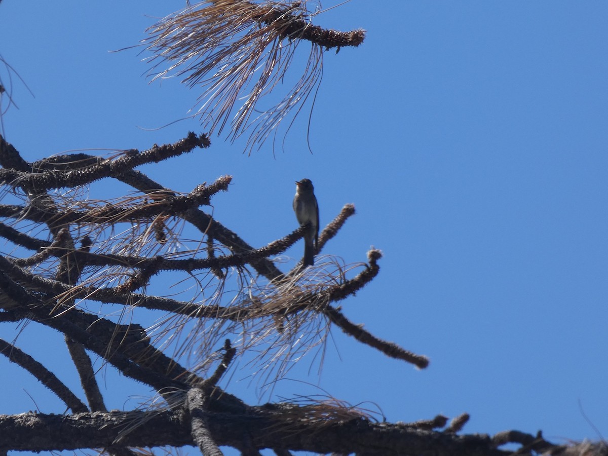 Western Wood-Pewee - ML172892001