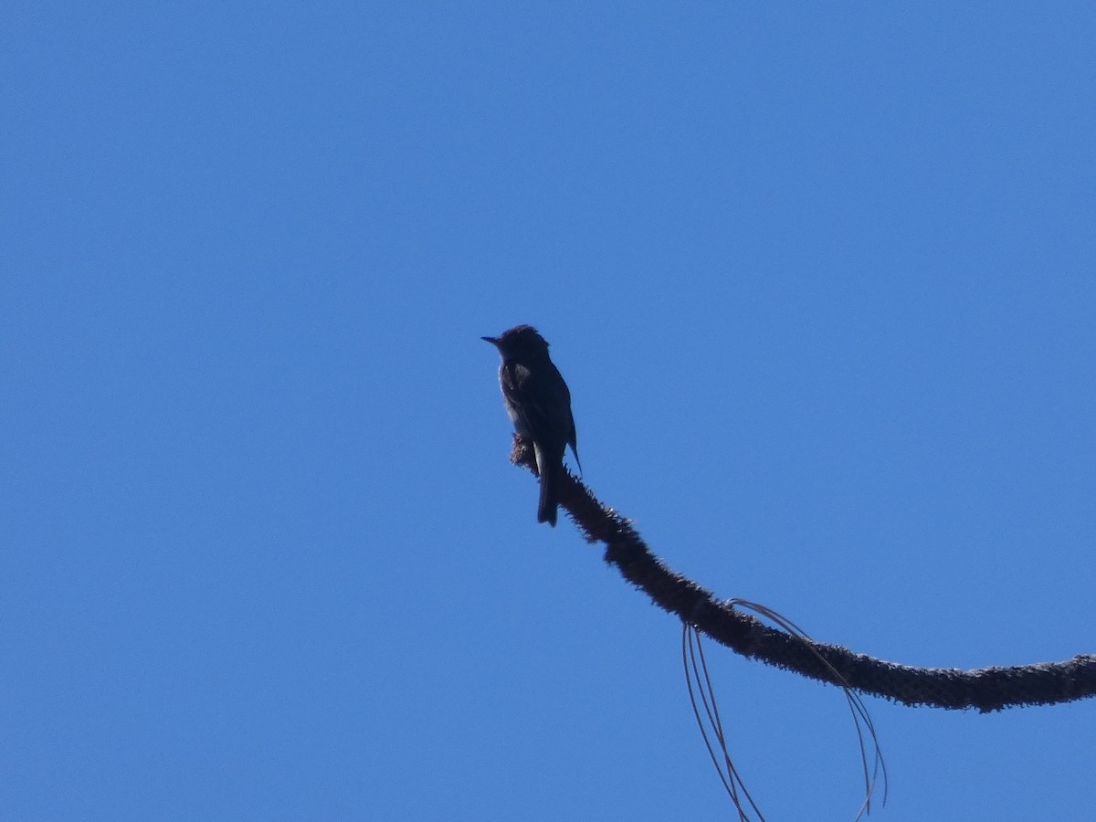 Western Wood-Pewee - ML172892031