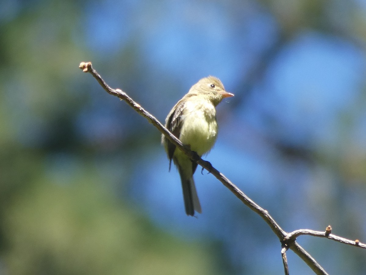 Western Flycatcher (Pacific-slope) - ML172892131