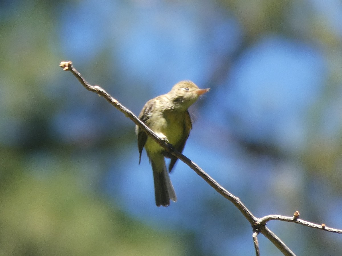 Western Flycatcher (Pacific-slope) - ML172892151