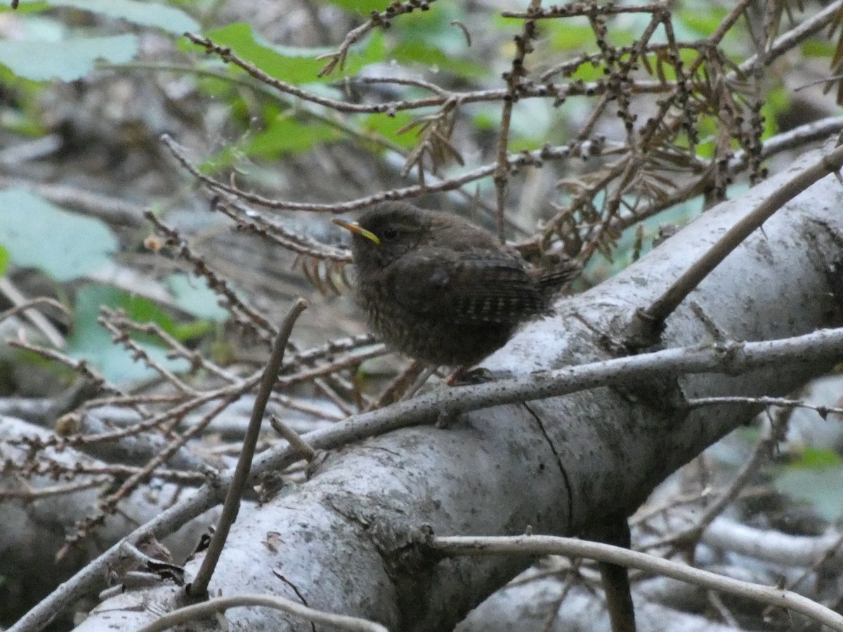 Pacific Wren - ML172892201