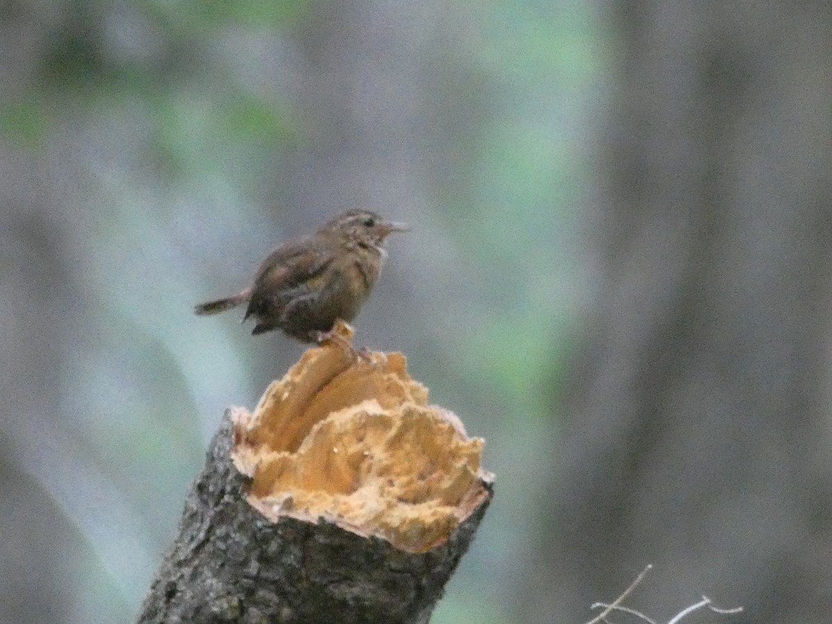 Pacific Wren - ML172892231