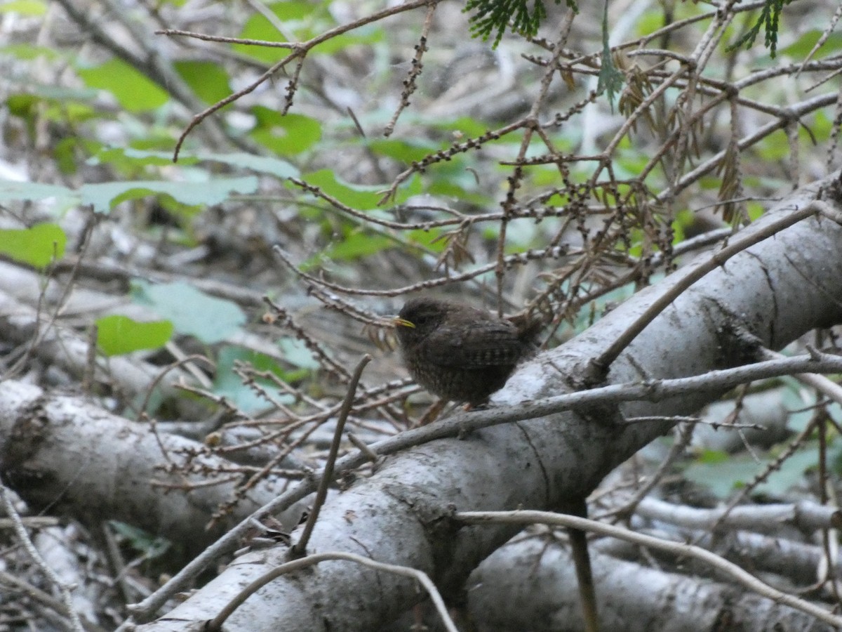 Pacific Wren - ML172892251