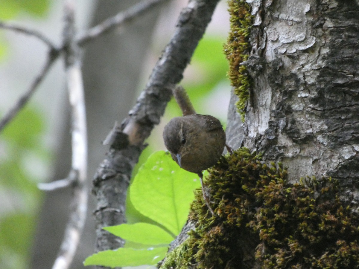 Pacific Wren - ML172892261