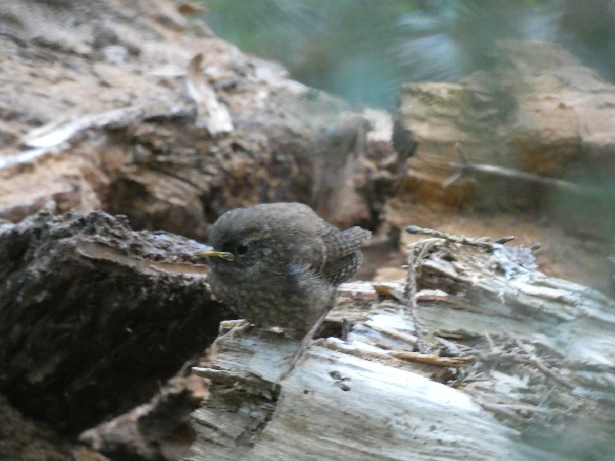 Pacific Wren - ML172892271