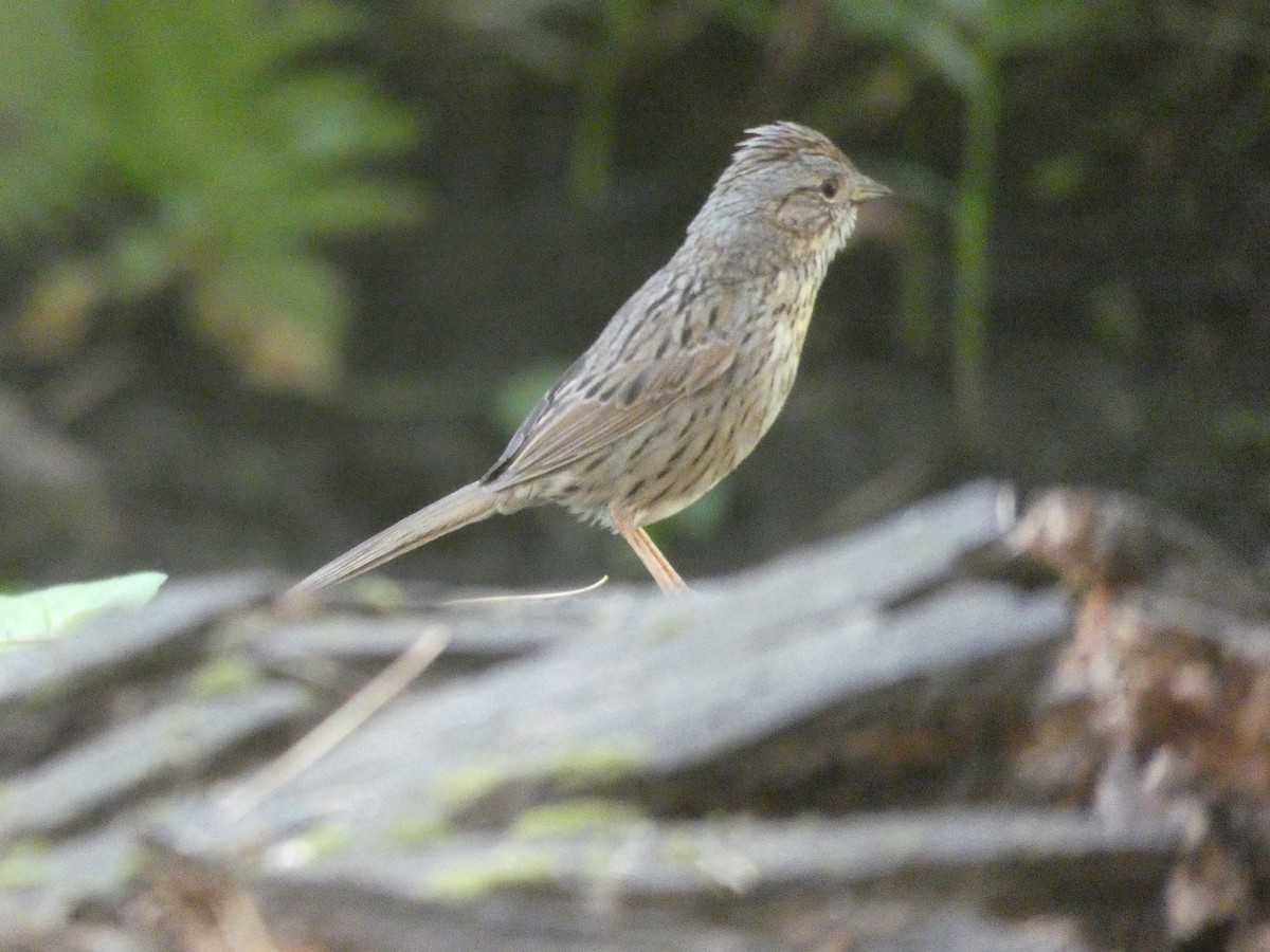 Lincoln's Sparrow - ML172892441