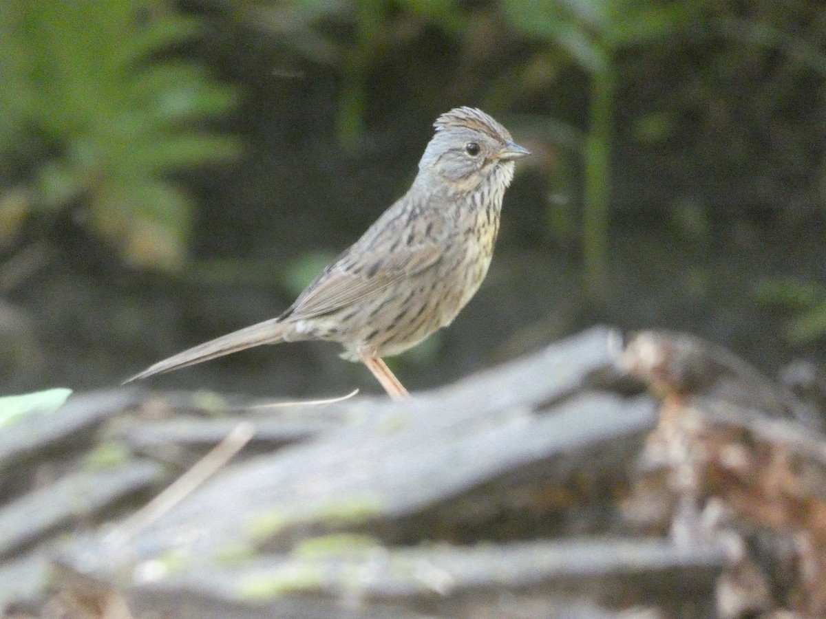 Lincoln's Sparrow - ML172892461