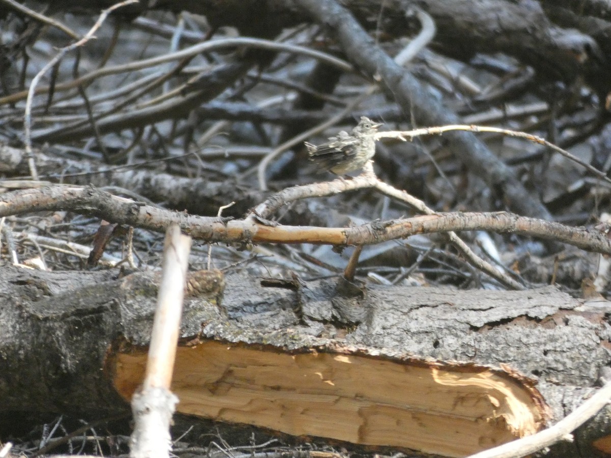 Yellow-rumped Warbler - ML172892501