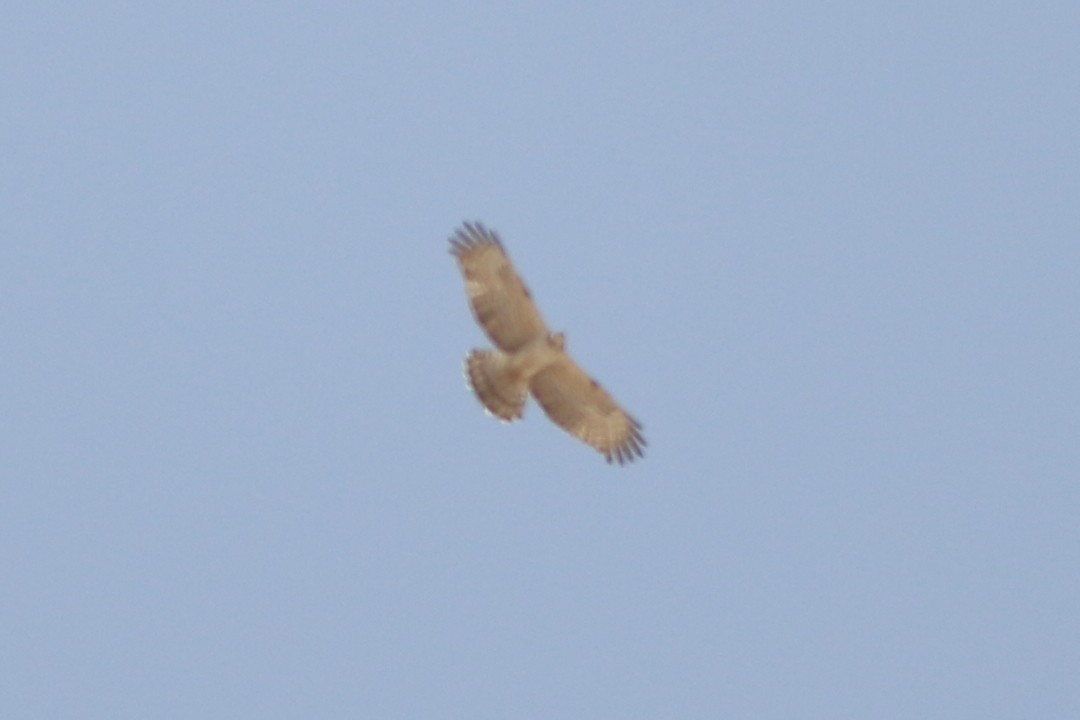 Oriental Honey-buzzard - Alexandre Hespanhol Leitão