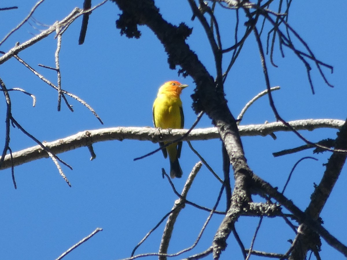 Western Tanager - ML172892541
