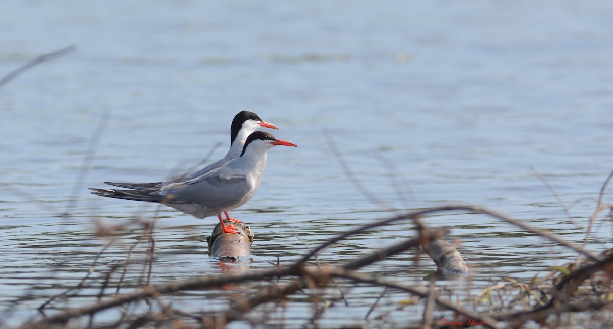 Common Tern - ML172893881