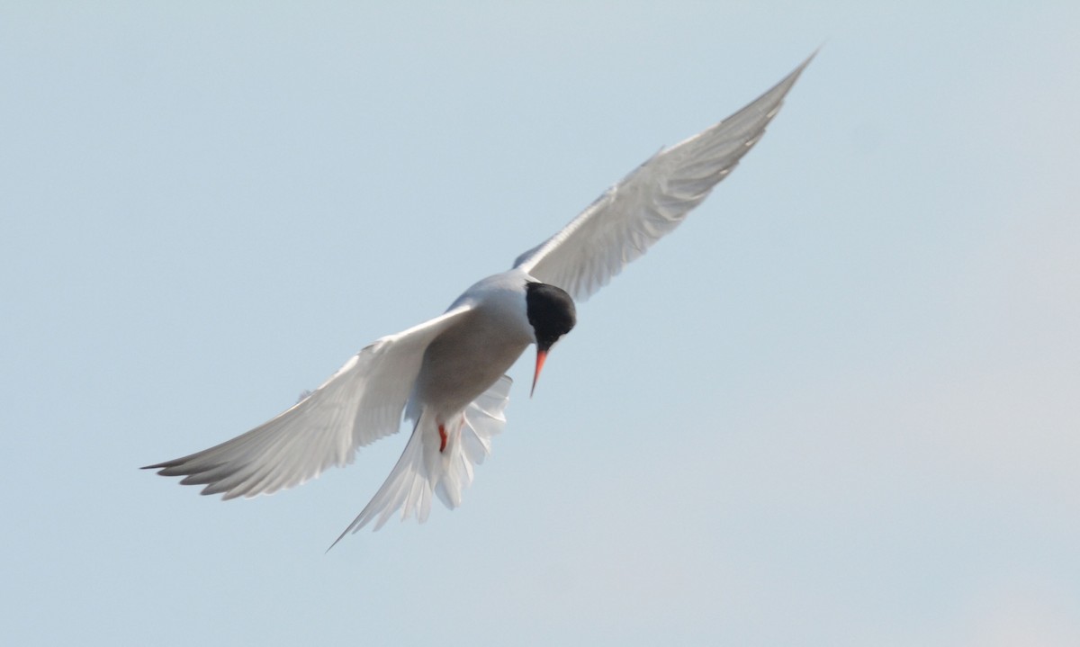 Common Tern - ML172893891